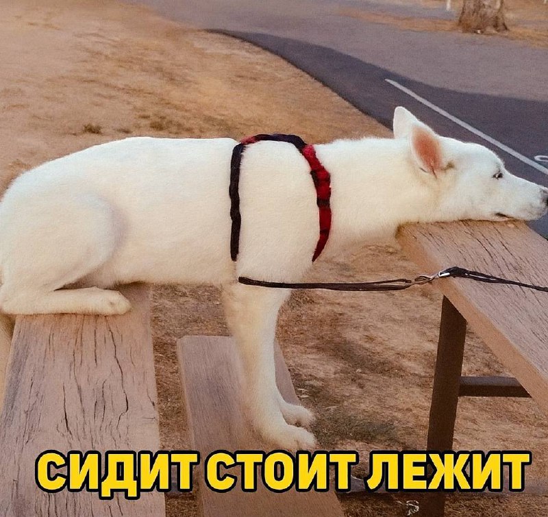 Я: *указываю в резюме навык «многозадачность»*
Моя многозадачность: