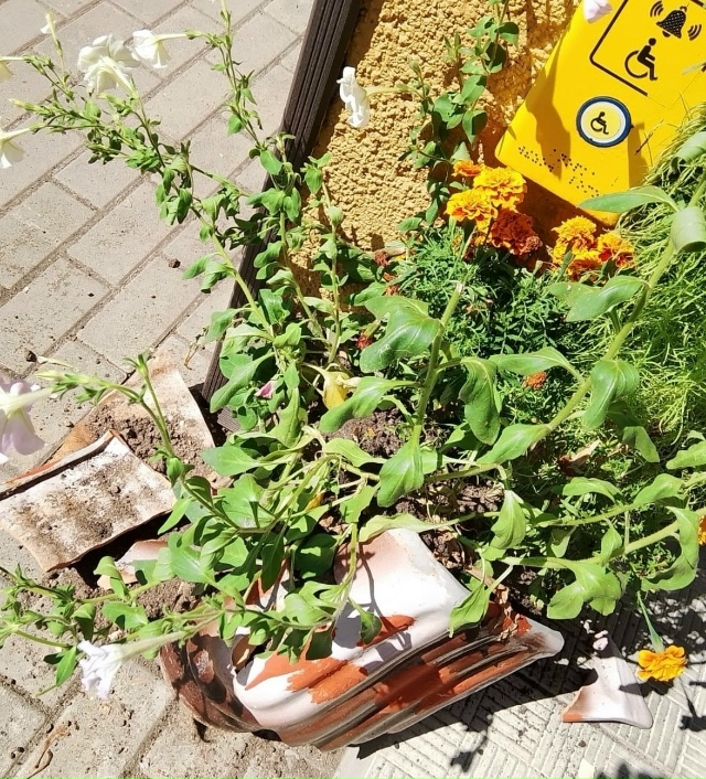 И опять вандализм у протвинского выставочного центра. ...