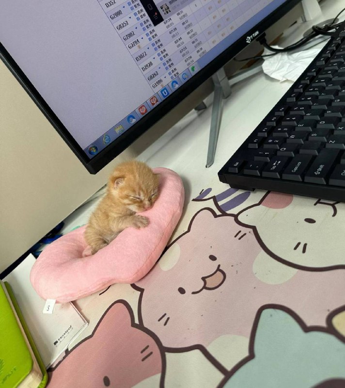 Рабкотаем изо всех сил