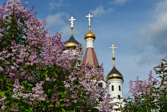 Цветёт сирень у храма в Мончегорске Мурманской област?...