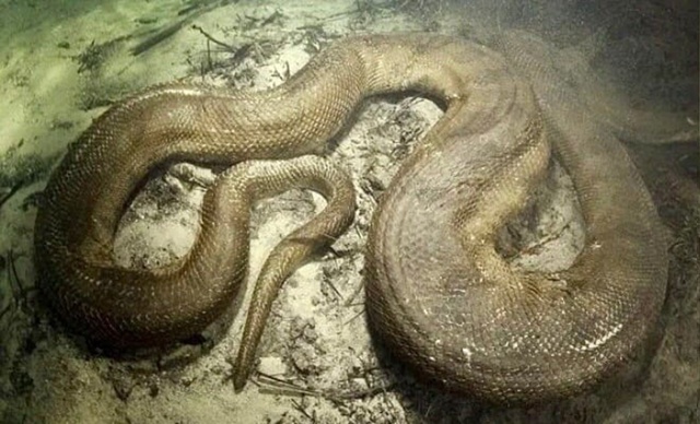 Подводный фотограф-экстремал из Швейцарии Франко Банф...