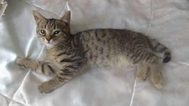 Отдам котенка в хорошие руки, мальчик
Есть еще две дево...