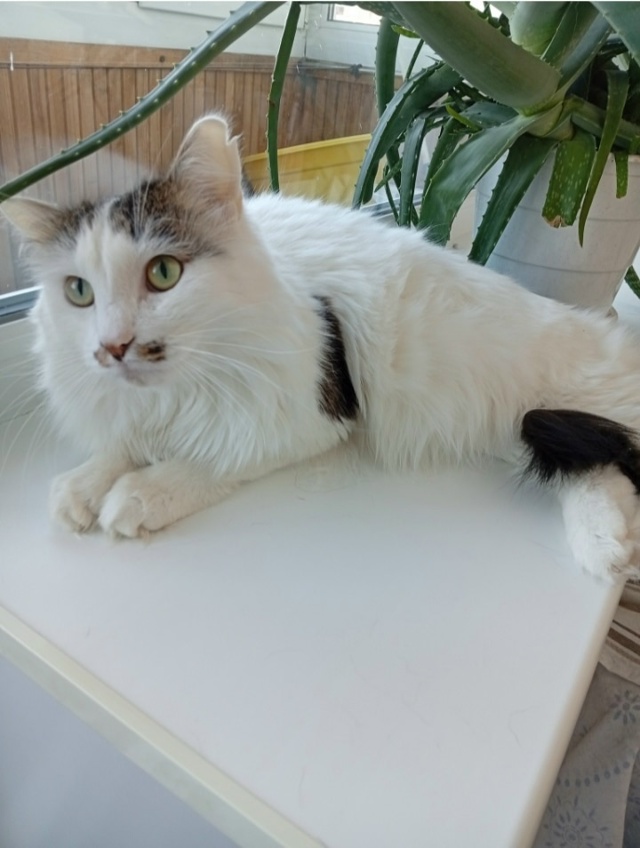 ❗❗❗БАРСИК КОТ МЕЧТЫ!❗❗❗ Нижняя тура
Ко...