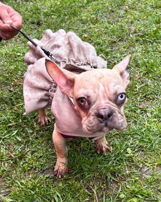 Мимиметр зашкаливает: в Воронцовском парке Москвы устроили парад французских бульдогов.
Пёсики в на