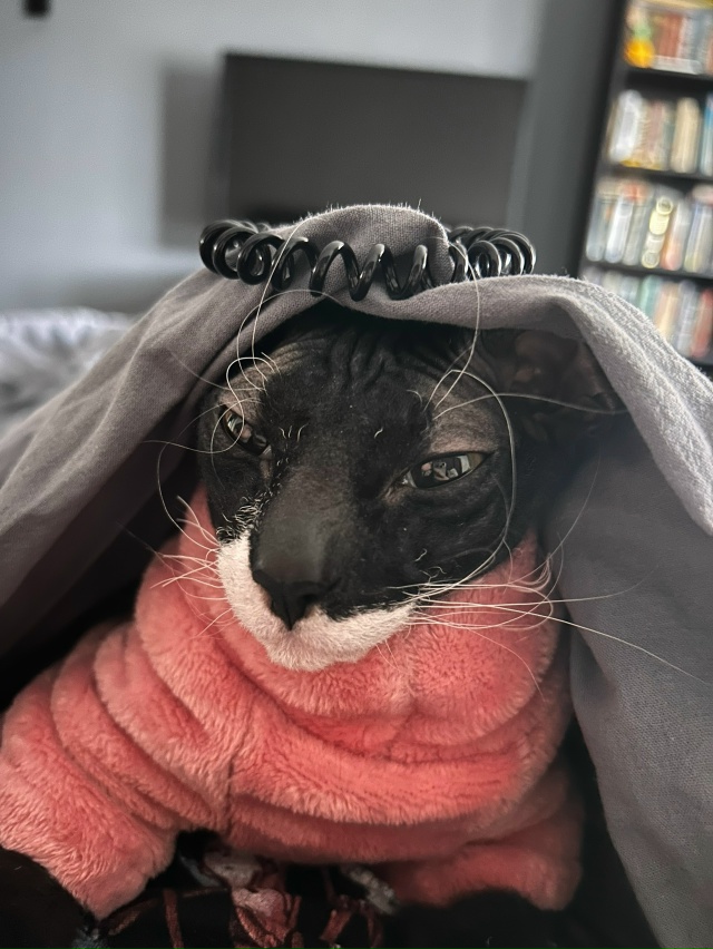 Марла кошка