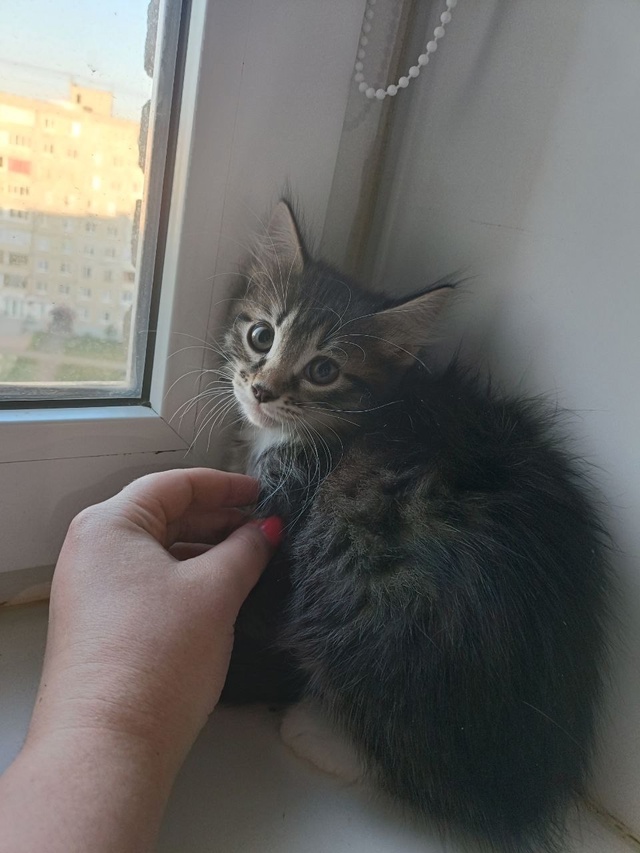 Пристраиваются два котёнка (девочки) в добрые руки.
Ро?...