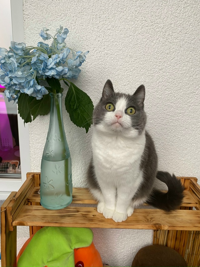 #мурёнакошечка и её смешные мордахи. Два года живет с н?...