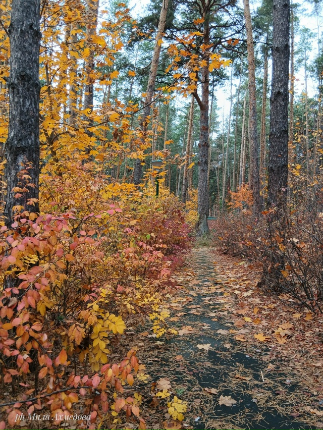 Тольяттинский лес, полон неожиданностей.🌲🐘🍁