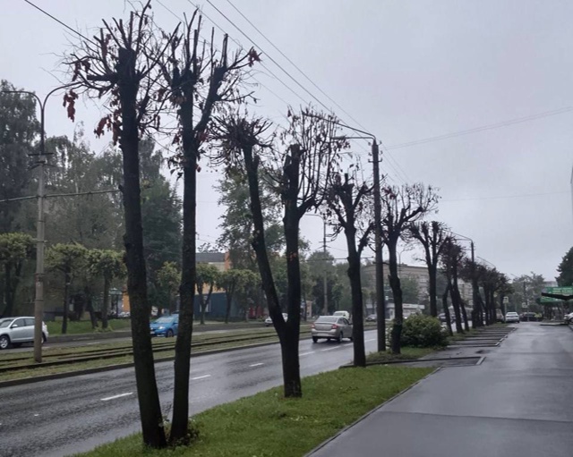 👉В Смоленске зафиксирован новый вид вандализма
🌳Г?...