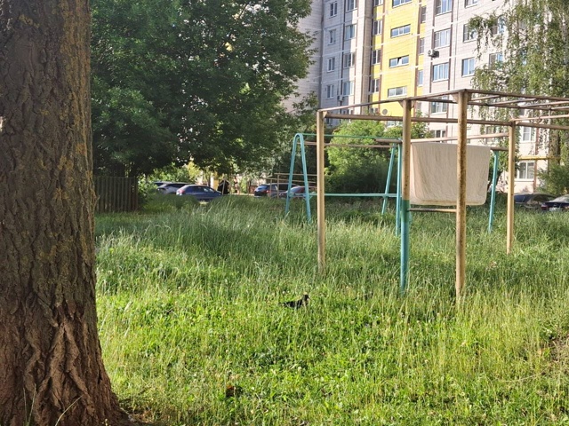 Когда уже скосят траву
На улице Грибоедова и Маяковск?...