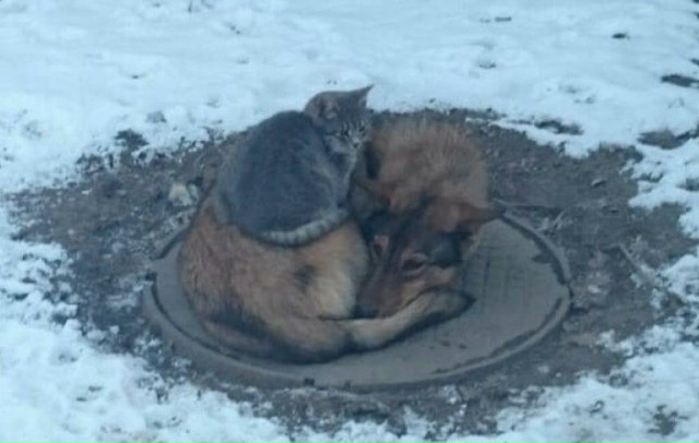 Зимой выжить легче вместе...
Если увидите замерзших жи?...