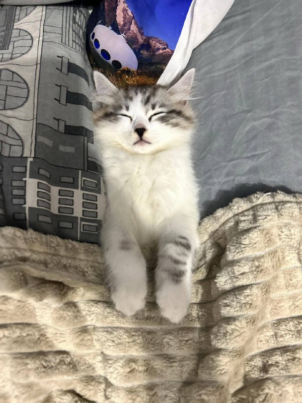 Слатких снов :3