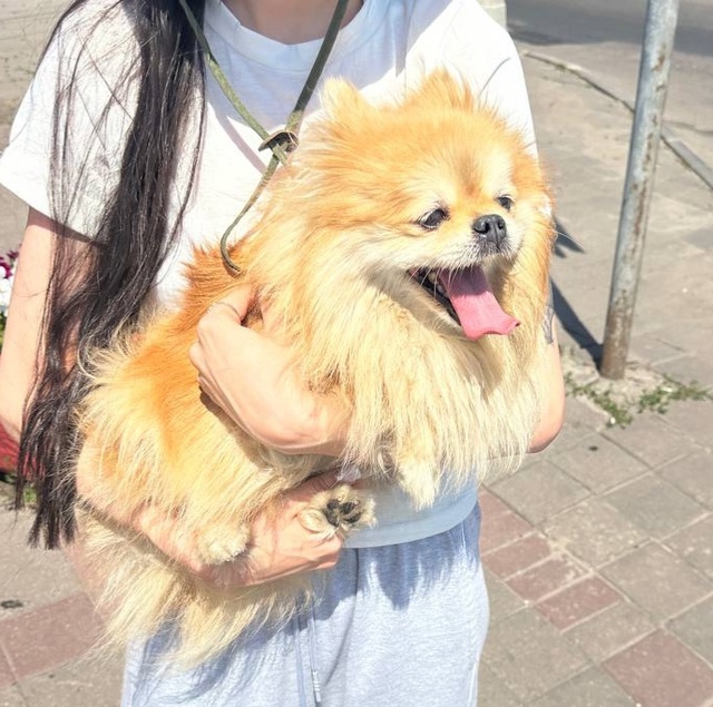 Найдена собачка (девочка)
Бежала по дороге от белого б?...