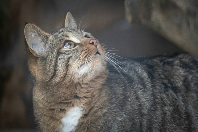 Лecныe кoты Ηoвocибиpcкoгo зooпapкa пoлнocтью гoтoвы к пpeдcтoящeй ...