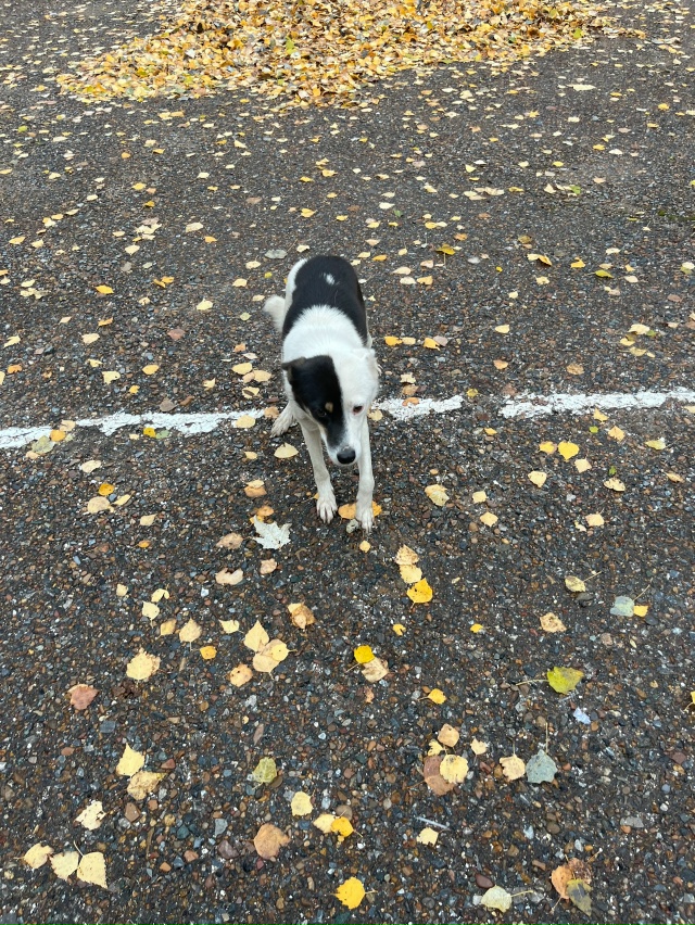 Может кто потерял ? Бегает возле гимназии