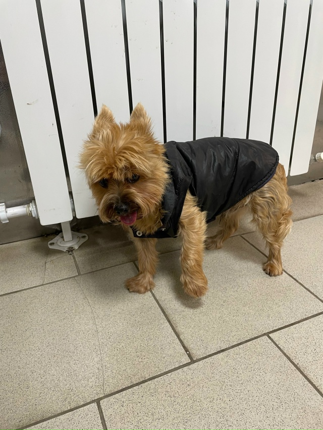 Найдись хозяин, кто то знает может быть чья собачка!