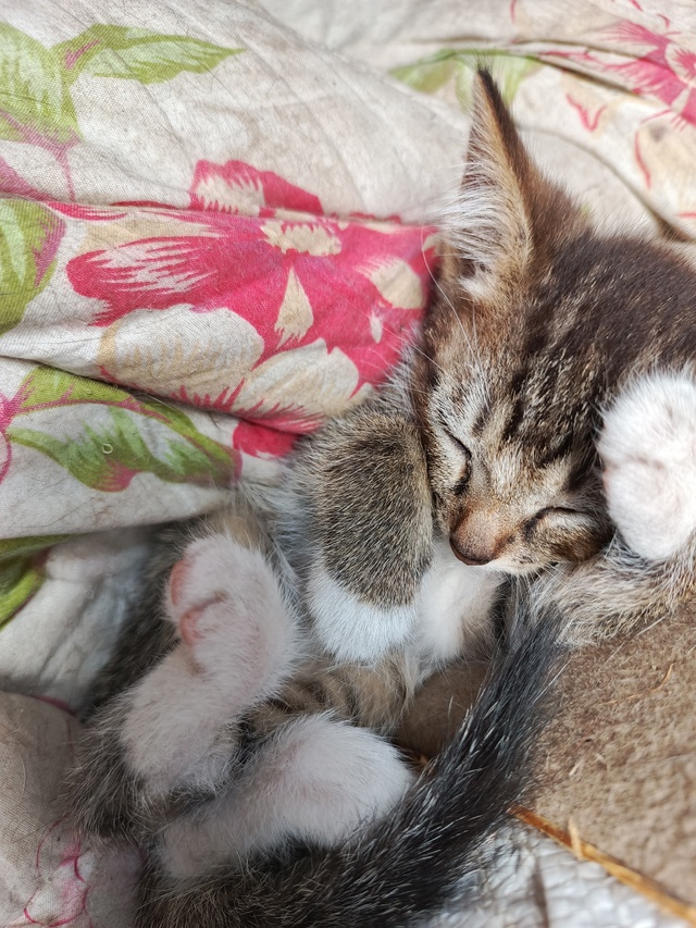 Котятки ищут любящую семью)
Все умнички)