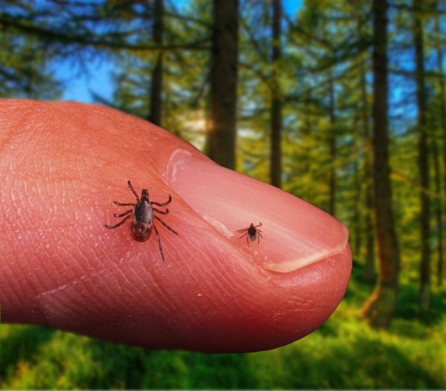 ⚡Вельский район снова в лидерах по укусам клещей за 2025...