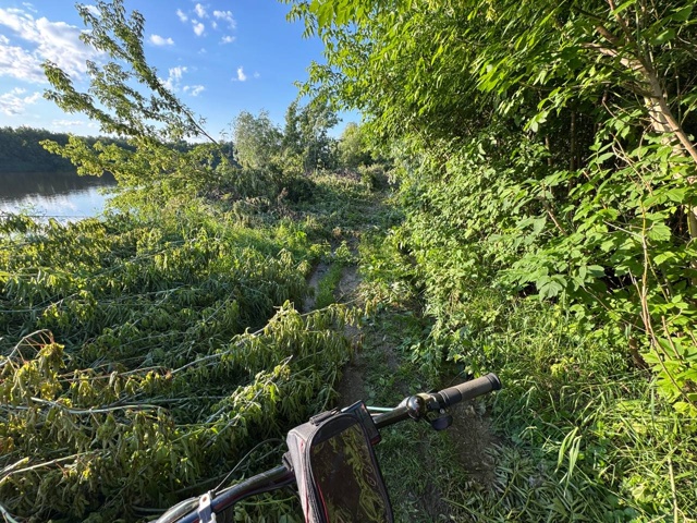 Что за утырки
Нарубили клен и бросили на дорогу. Ни про...