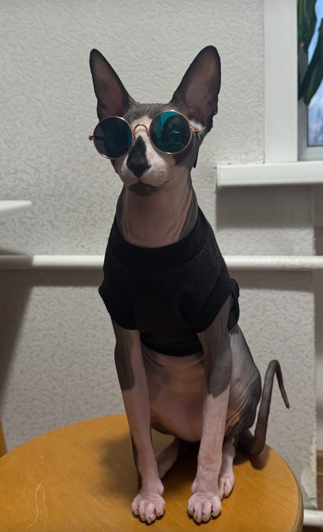 Чендлер, он же кот, он же сыночка сраная , с гардеробом б...