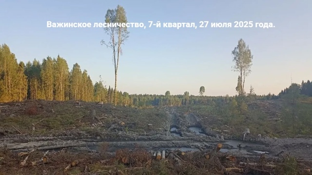 ❗Статья ученых о вырубке лесов Подпорожского района❗...