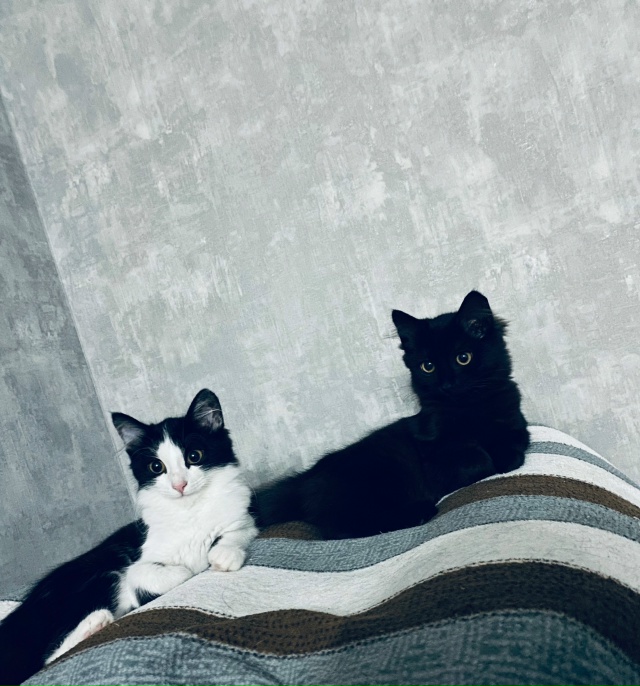 Две маленькие кошечки ищут себе дом и хороших хозяев ☺...