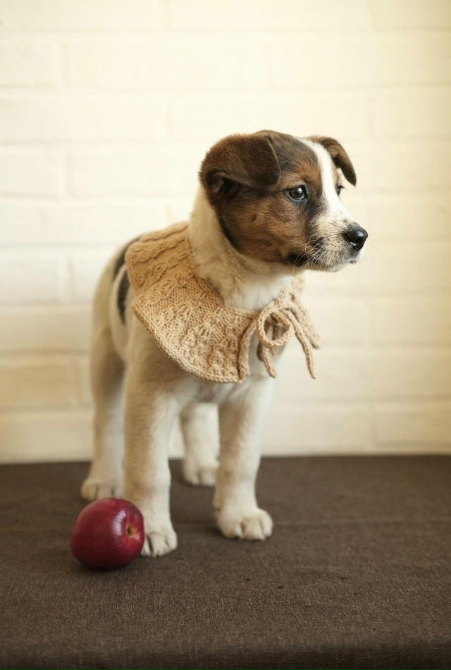 ‼️Две девочки и два мальчика очень хотят быть домашни...