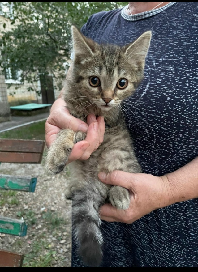 Котик мальчик в добрые ручки, малыш живёт на улице очен...