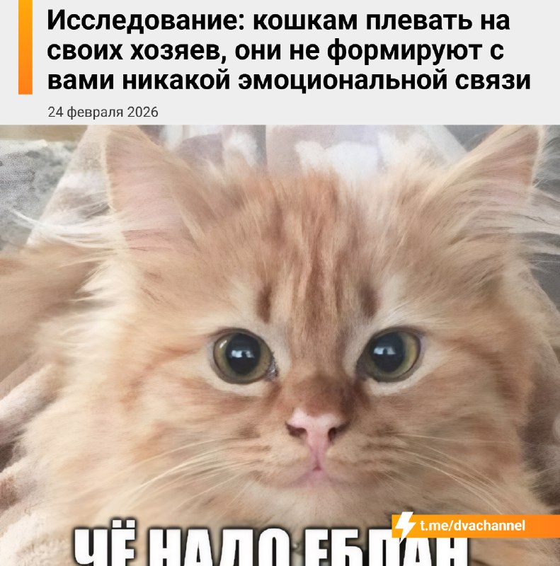 Учёные проверили популярный миф о привязанности кошек к людям и пришли к выводу, что питомцам действ