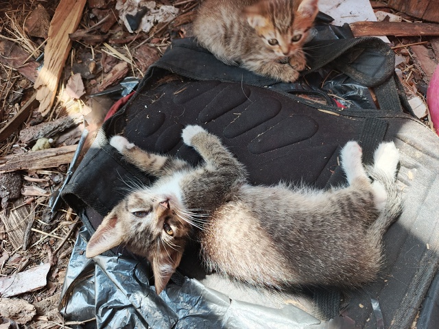 Котятки ищут любящую семью)
Все умнички)