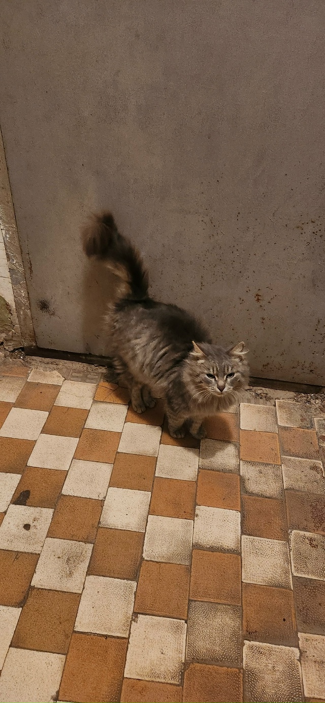 Чья потеряшка в центре?
Чистая, ухоженная и голодная