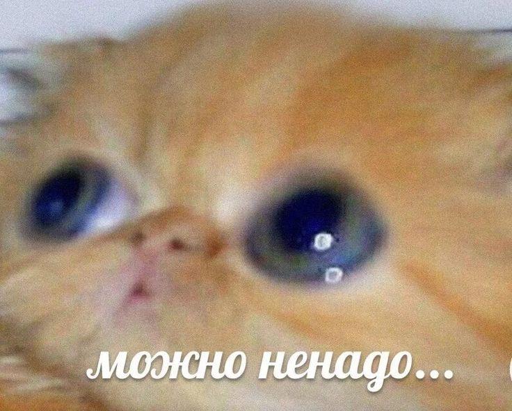 В Ростовской области Роспотребнадзор обнаружил 27 бесхозных скотомогильников с сибирской язвой.
Мог