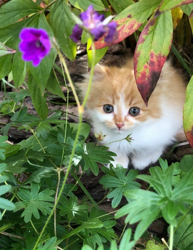 Отдам котят в добрые руки. Пишите в лс)