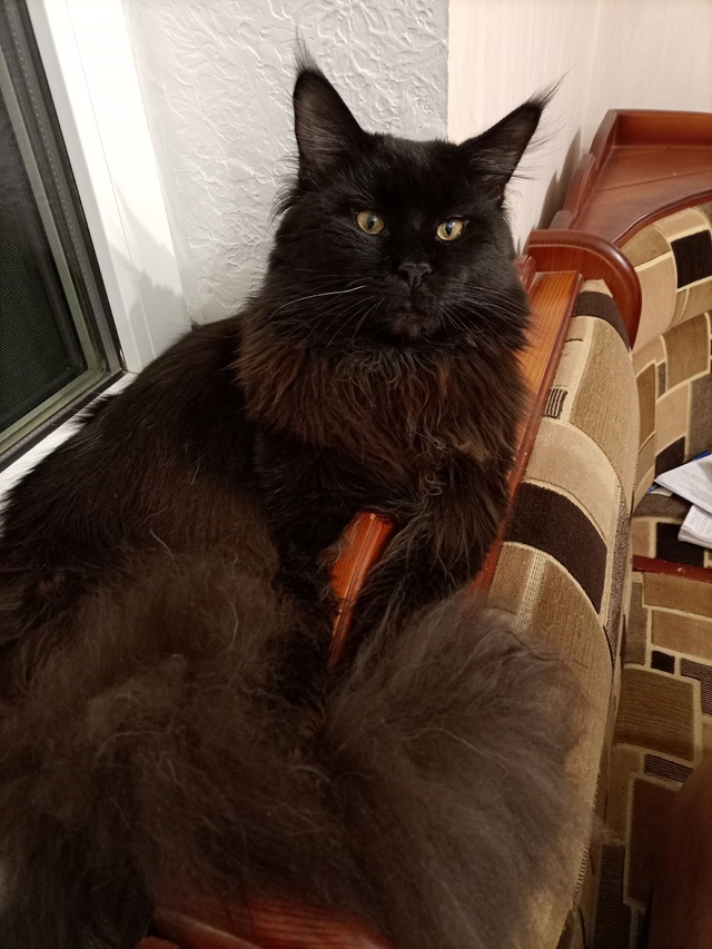 Сегодня ночью в районе ул. Подтелкого пропал кот пород?...