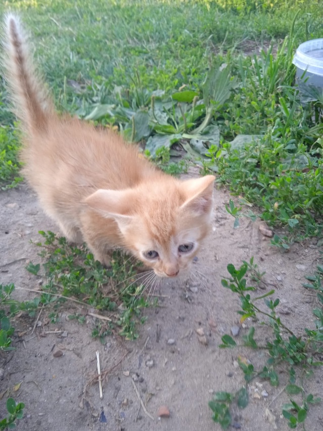 Кошечка 1,5 мес., в добрые руки. 8 920 886 78 76. ?...