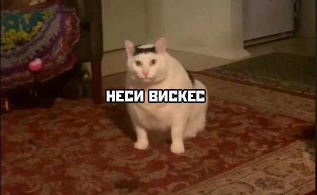 Сегодня отмечается День кошек
Не забудь поздравить своего пушистого и порадовать вкусняхами