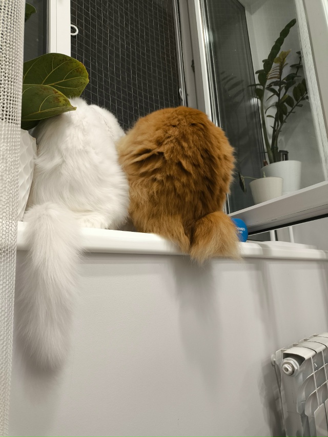 #КотянСутоевич и Цицерон сидят, пердят