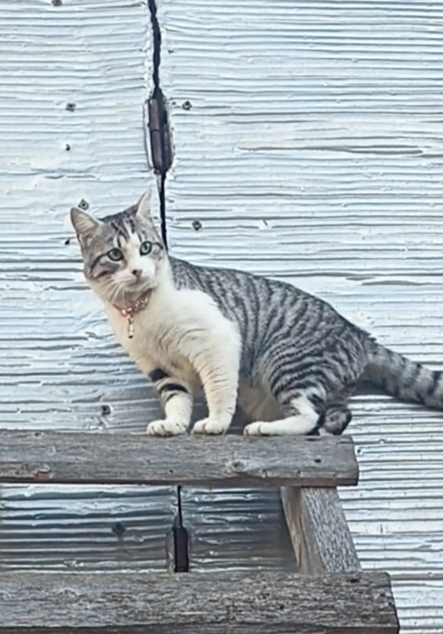 03.12.2025 ночью, в районе Слободки (проживает ул. Средняя, 35...