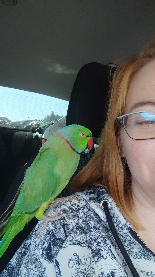 Улетел попугай в районе д. Михалево. Индийский кольчат?...