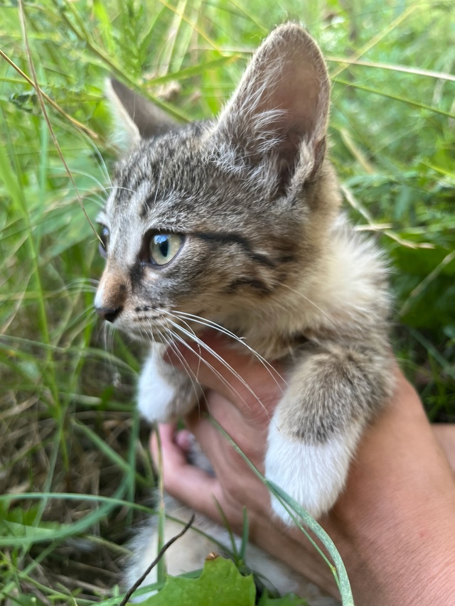 ‼️СРОЧНО‼️
Нашли котенка в кустах.Ищем передержку и...