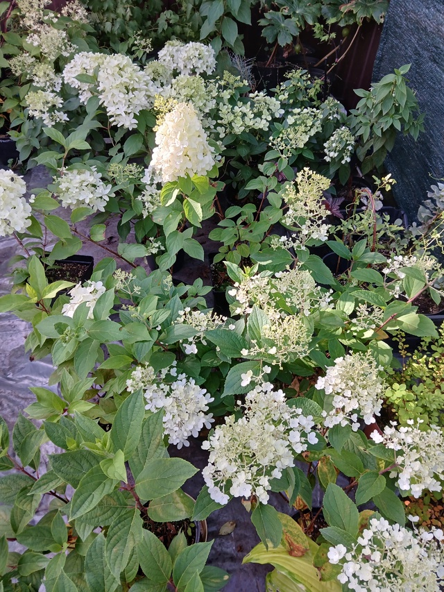 В наличии🌸
Фото саженцев по запросу🌸