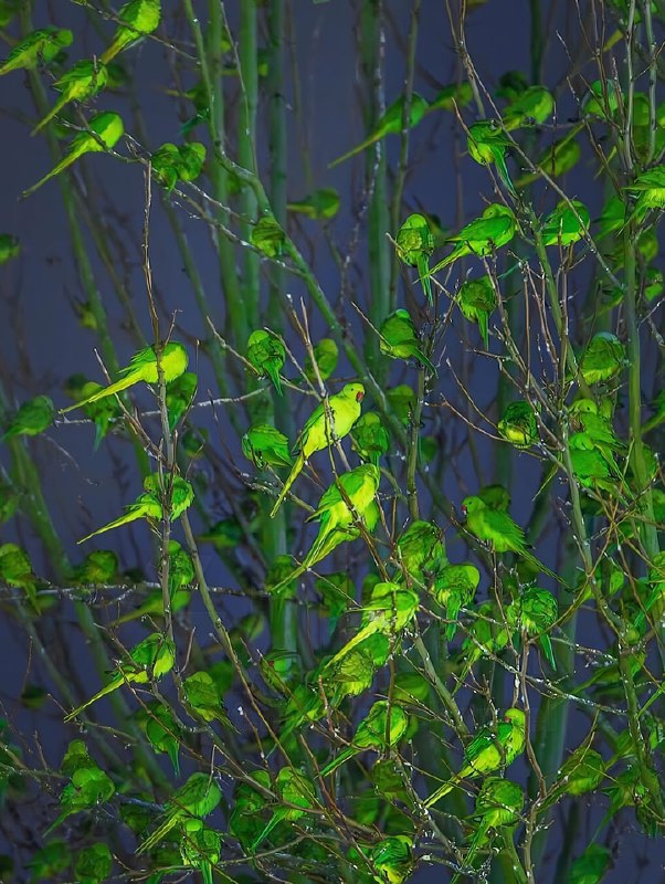 Фотограф нашёл в зимнем Лондоне самое «зелёное» дерево — только вместо листьев оно было усыпано… оже