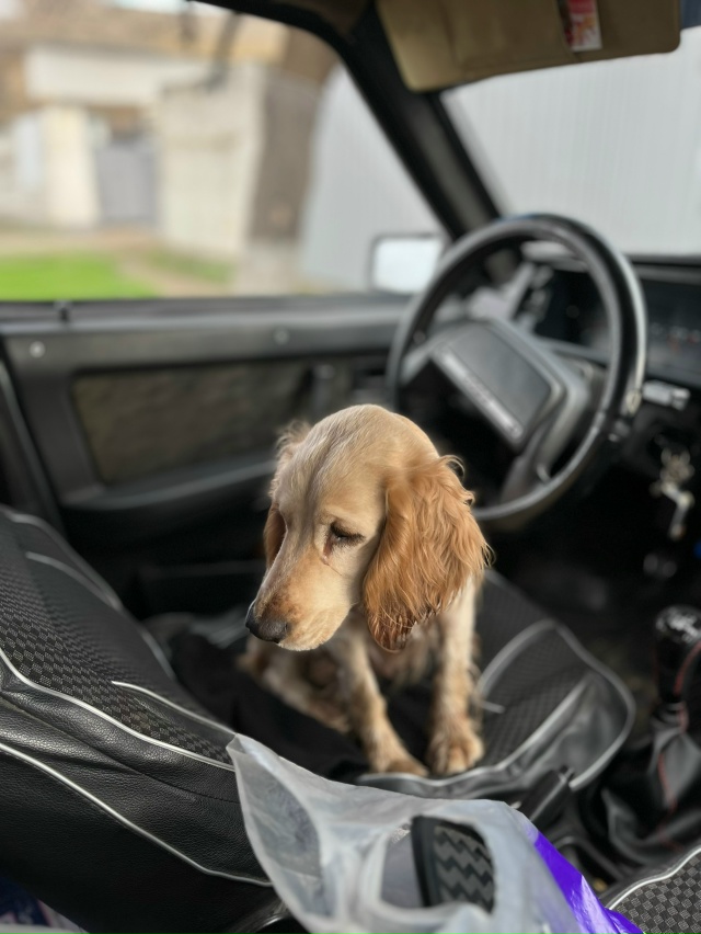 Чья потеряшка? Отзовитесь! Долго держать у себя не смож...