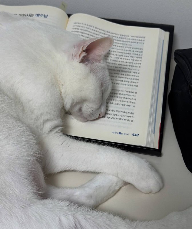 Рабкотаем не покладая лапке