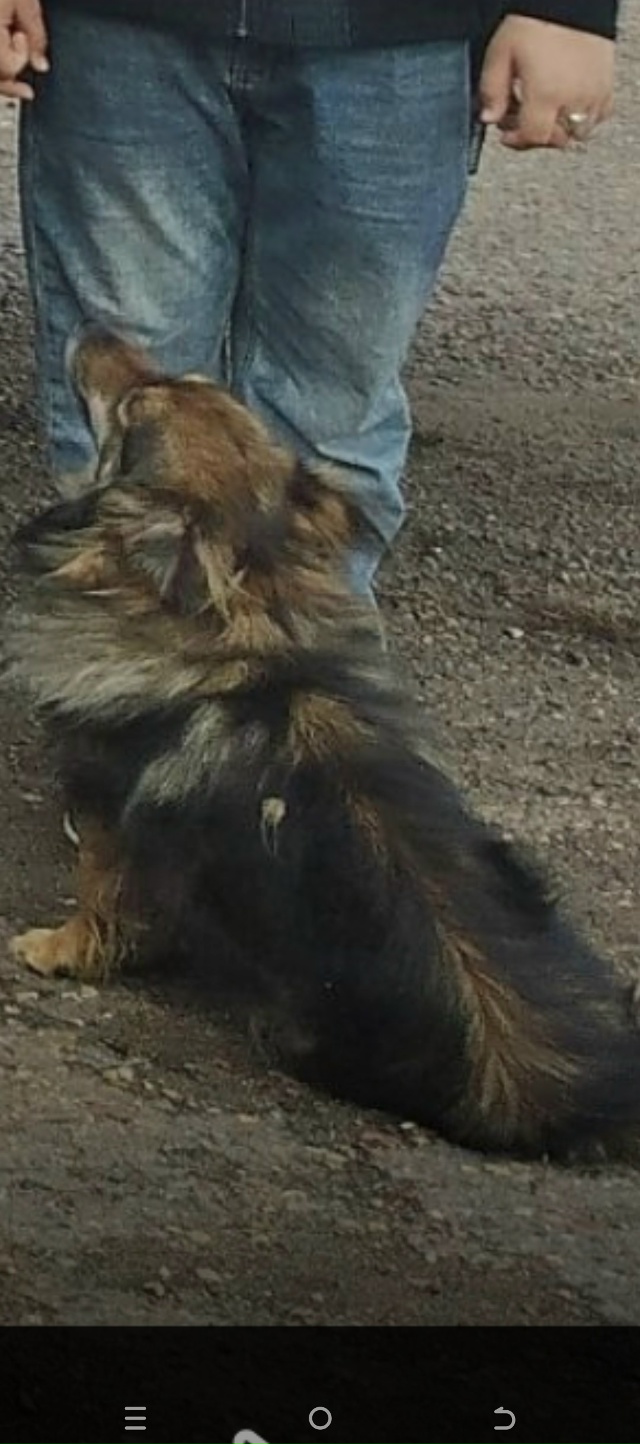 Здравствуйте жители города Бородино потерялась собак?...