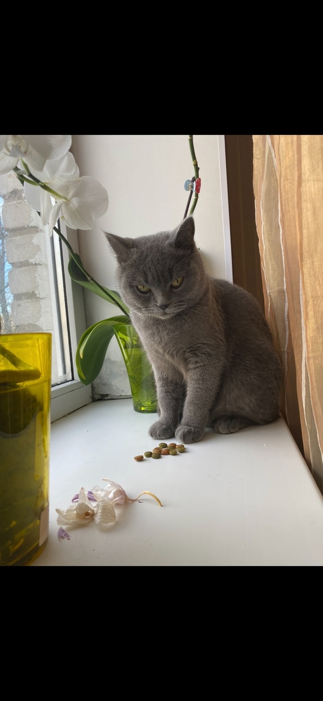 Отдам в добрые руки кошку породы Британская .
У детей в?...