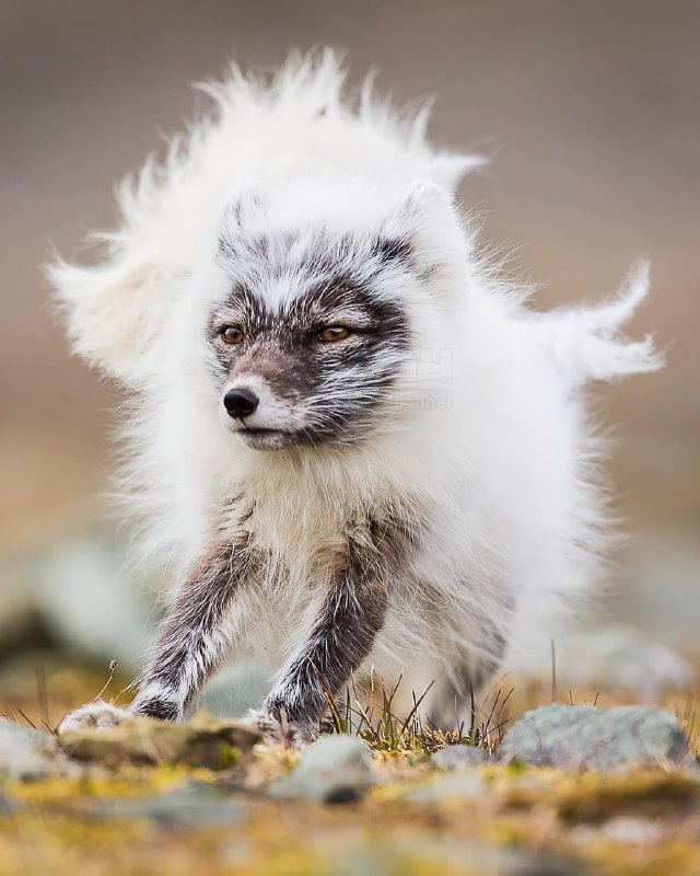 Вот как выглядит полярная лиса во время линьки, когда меняет зимнюю шерсть на летнюю
Ожившая сахарн