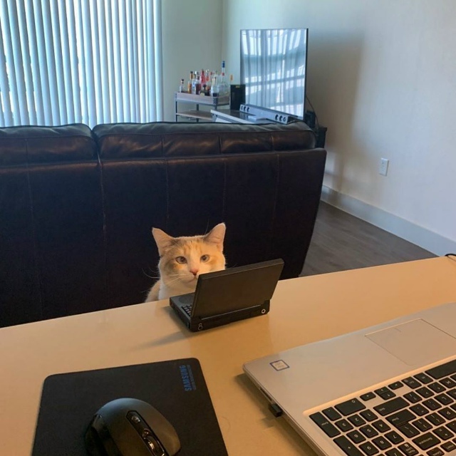 Котики — настоящие мастера тайных агентур! У большин?...