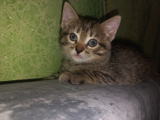 Помогите пожалуйста пристроить малышей .Ищем добрых х?...