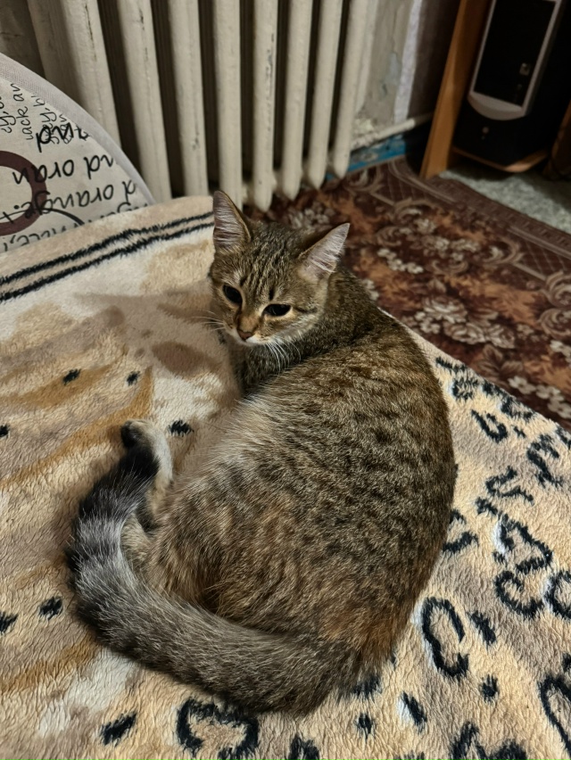 Здравствуйте! Сегодня днём (09.08) нашла котёнка-подростк...